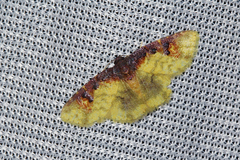 Syngatha latiflavaria