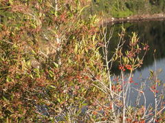 Pterocelastrus rostratus