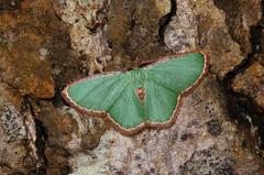 Heterorachis devocata