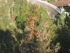 Pterocelastrus rostratus