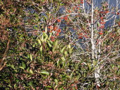 Pterocelastrus rostratus