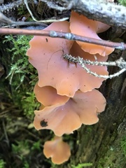 Guepinia helvelloides