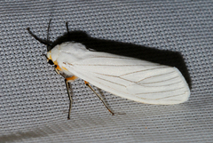 Ustjuzhania lineata