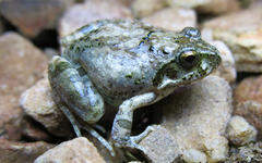 Tomopterna natalensis