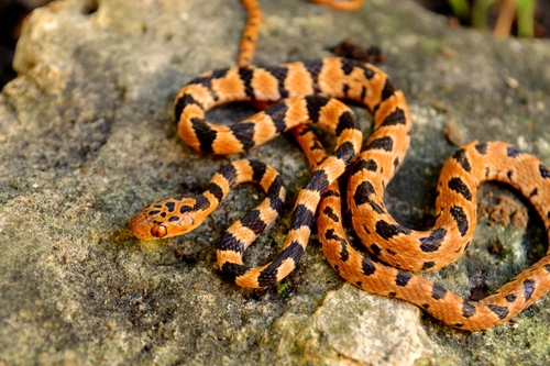 Imantodes gemmistratus