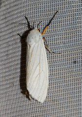 Ustjuzhania lineata