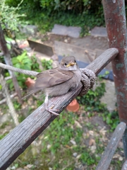 Passer domesticus