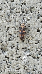 Coccinellidae