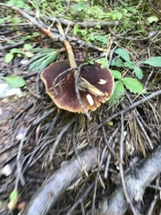 Suillus ampliporus