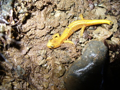 Plethodon vandykei