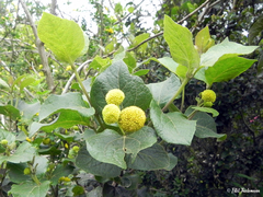 Podanthus ovatifolius