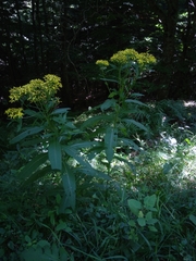 Senecio ovatus alpestris