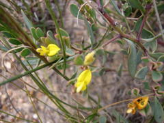 Rafnia capensis capensis