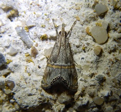 Euchromius cambridgei