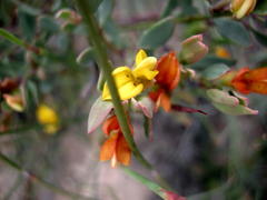 Rafnia capensis capensis