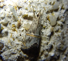 Euchromius cambridgei