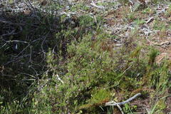 Indigofera filiformis