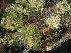 Rafnia capensis capensis