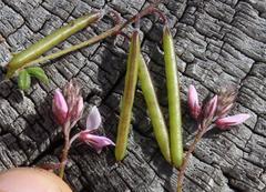 Indigofera filiformis