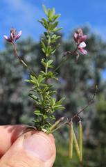 Indigofera filiformis