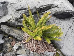 Polystichum plicatum
