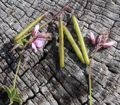Indigofera filiformis