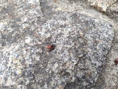 Pyrrhocoris apterus