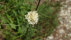 Cephalaria leucantha