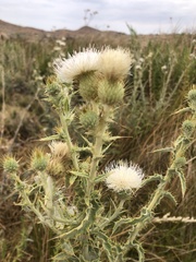 Cirsium mohavense