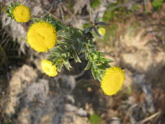Schistostephium umbellatum