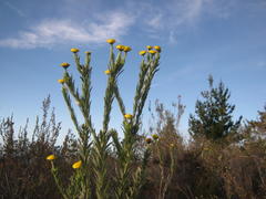 Schistostephium umbellatum