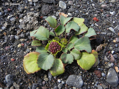 Pozoa coriacea