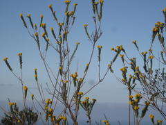 Schistostephium umbellatum