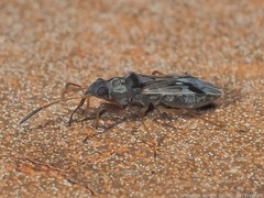 Pseudopachybrachius vinctus