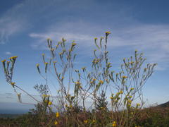 Schistostephium umbellatum