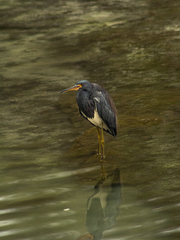 Egretta tricolor