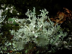 Sphaerophorus globosus