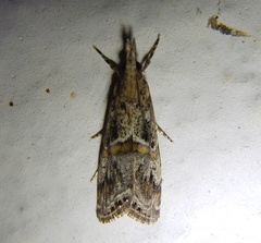 Euchromius cambridgei
