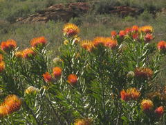 Leucospermum erubescens