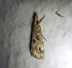 Euchromius cambridgei