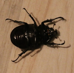Xylotrupes mniszechi