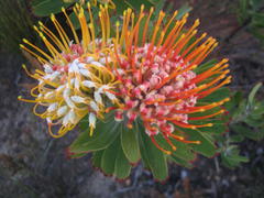 Leucospermum erubescens