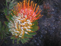 Leucospermum erubescens