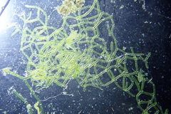Hydrodictyon reticulatum
