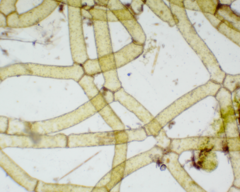 Hydrodictyon reticulatum