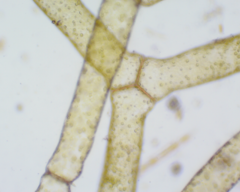 Hydrodictyon reticulatum