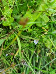 Veronica scutellata