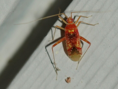 Phytocoris puella