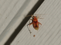 Phytocoris puella