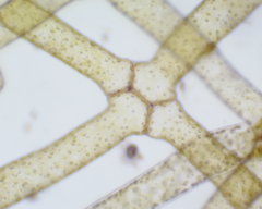 Hydrodictyon reticulatum